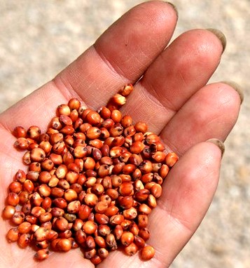 Sorghum Grains